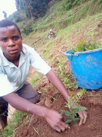 Ikamiro planting