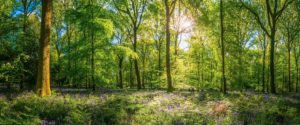 beautiful forest in sunlight