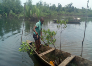 mangrove planters 01