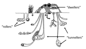 image of dung beetle nest